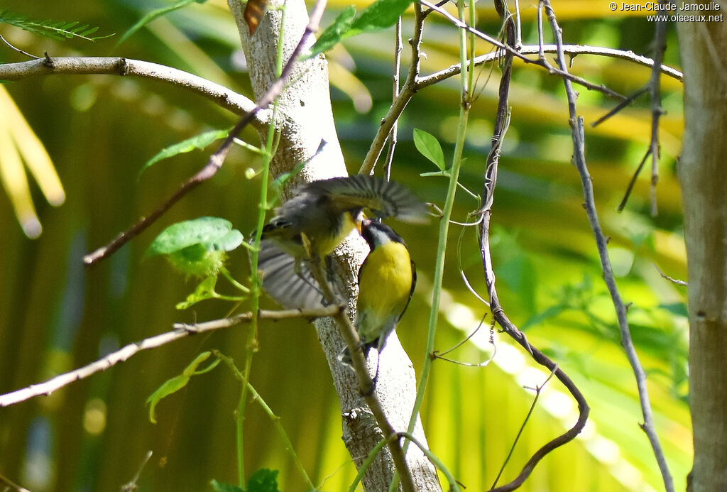 Bananaquit, eats