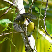 Bananaquit