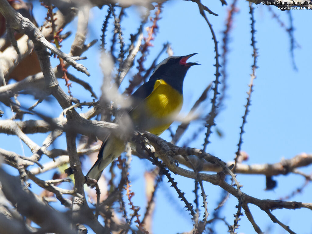 Sucrier à ventre jaune