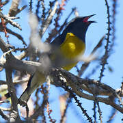 Bananaquit