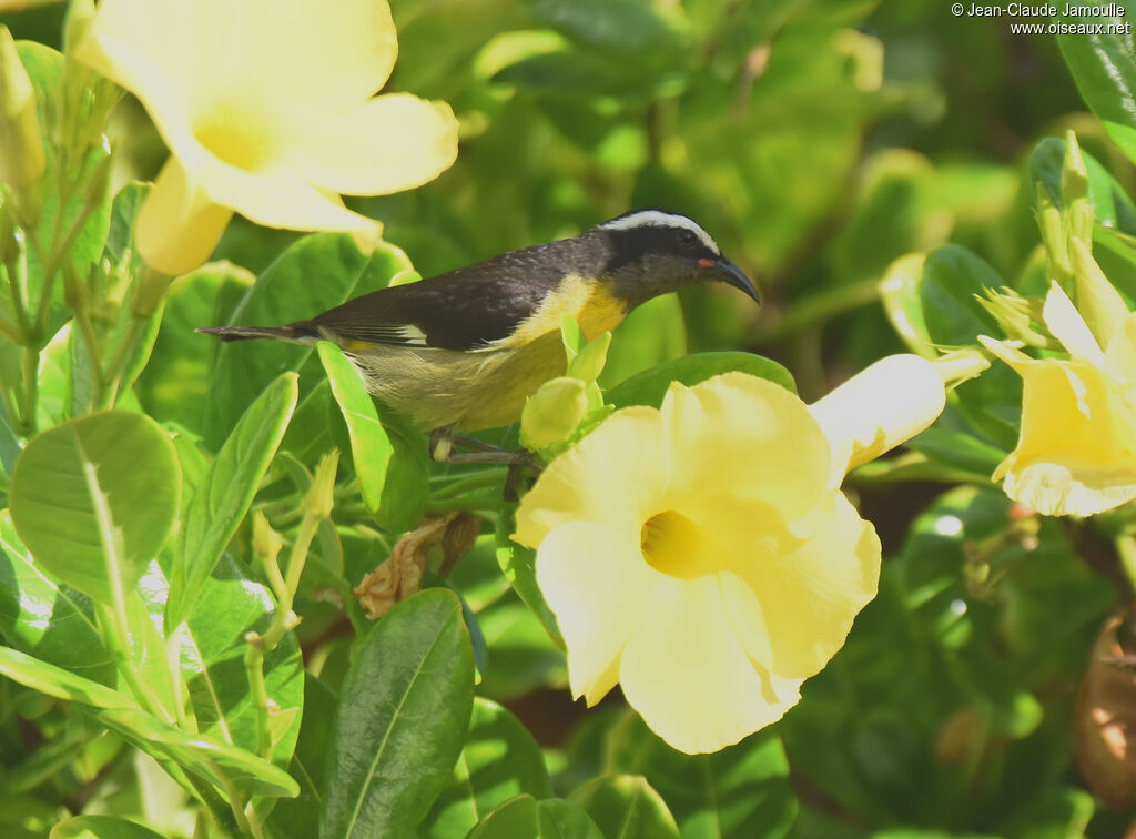 Bananaquit