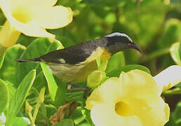 Bananaquit