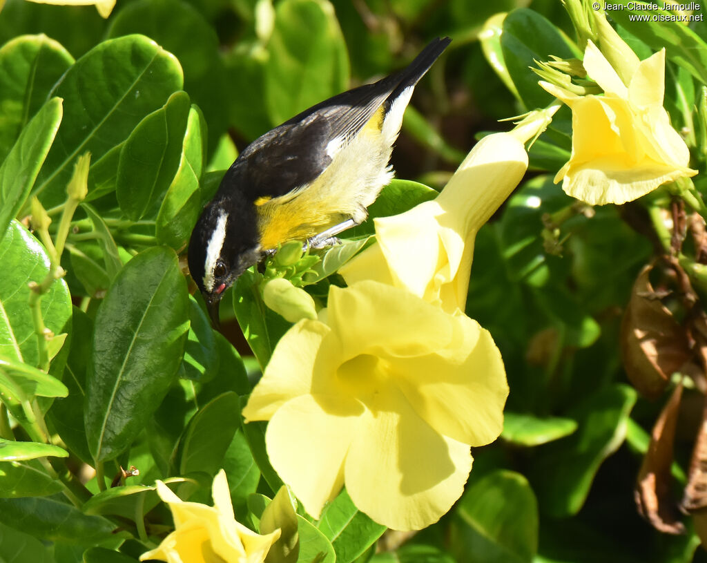 Bananaquit