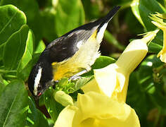 Bananaquit