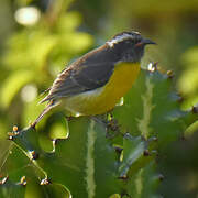 Bananaquit