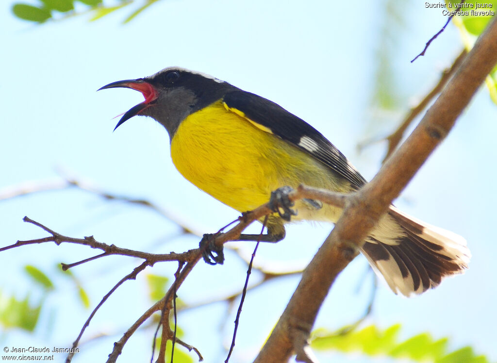 Bananaquit, identification, song