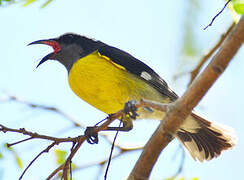 Bananaquit