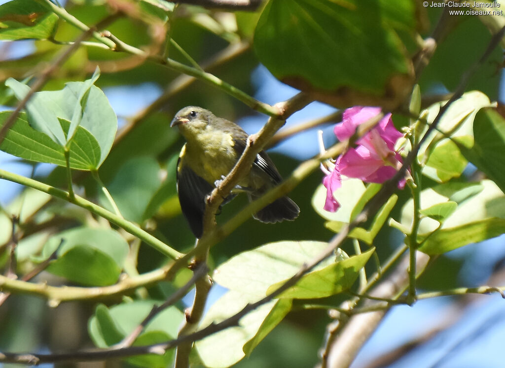 Bananaquitimmature