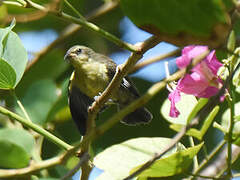 Bananaquit