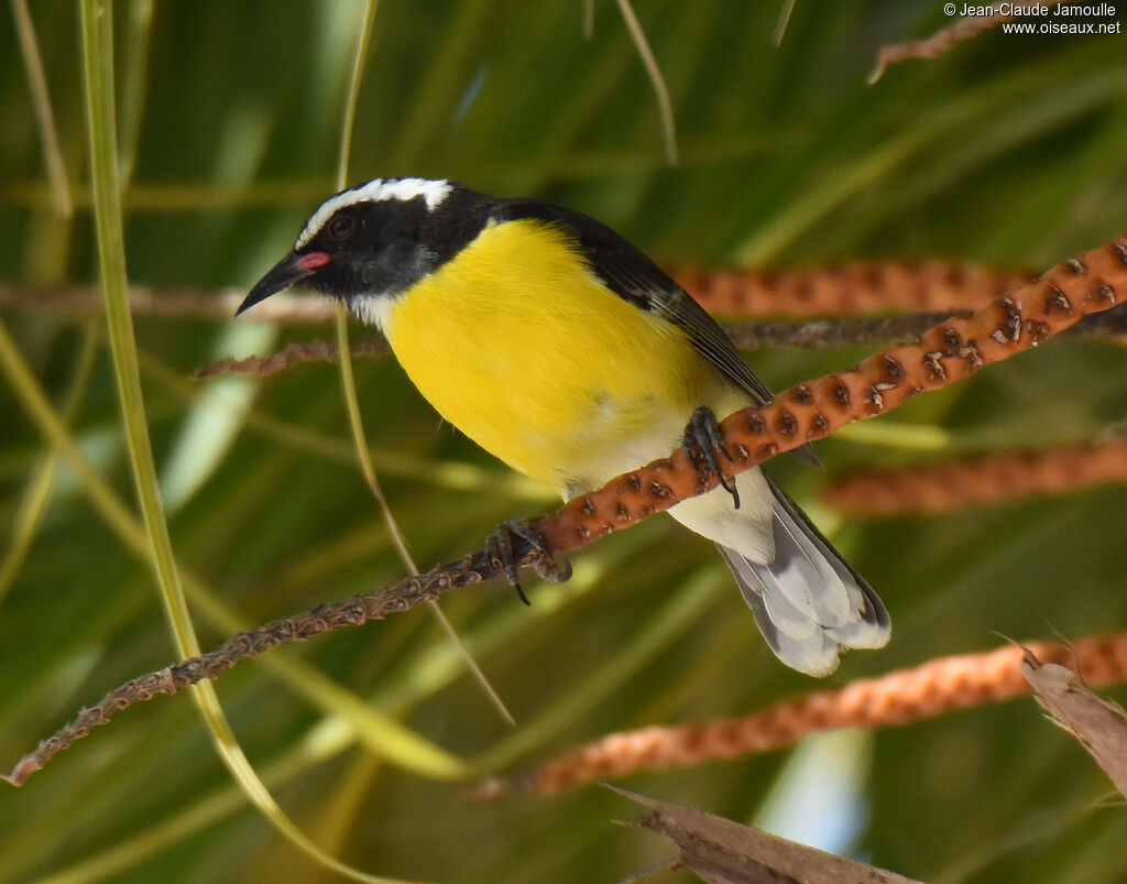 Bananaquit