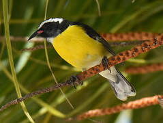 Bananaquit