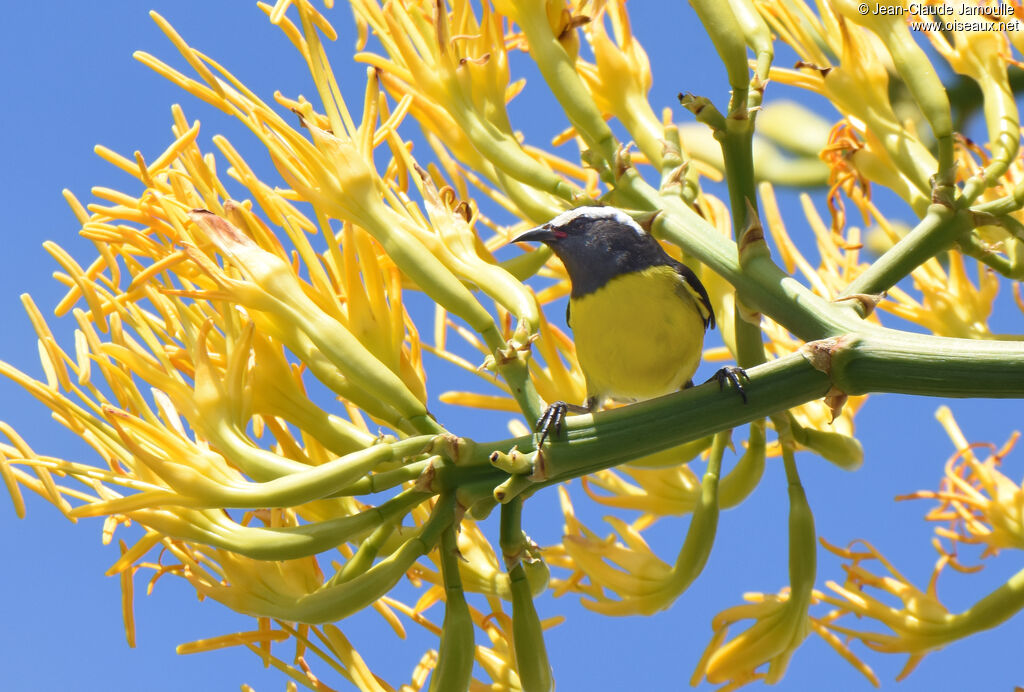 Bananaquit