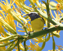 Bananaquit