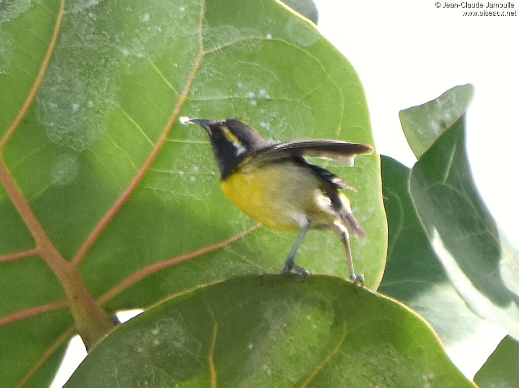 Bananaquitimmature, eats