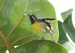 Bananaquit