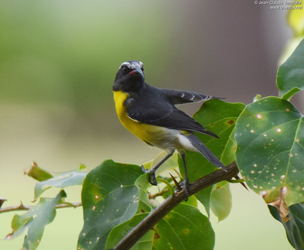 Bananaquit