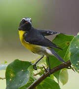 Bananaquit