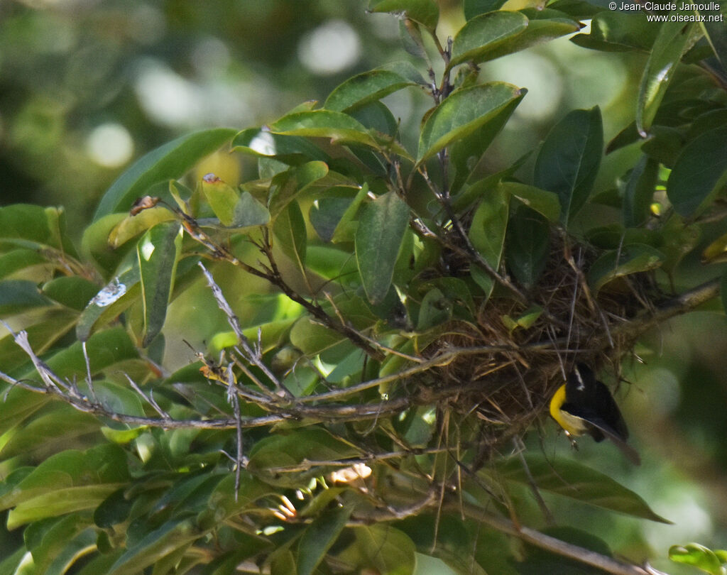 Bananaquitadult, Reproduction-nesting