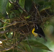 Bananaquit