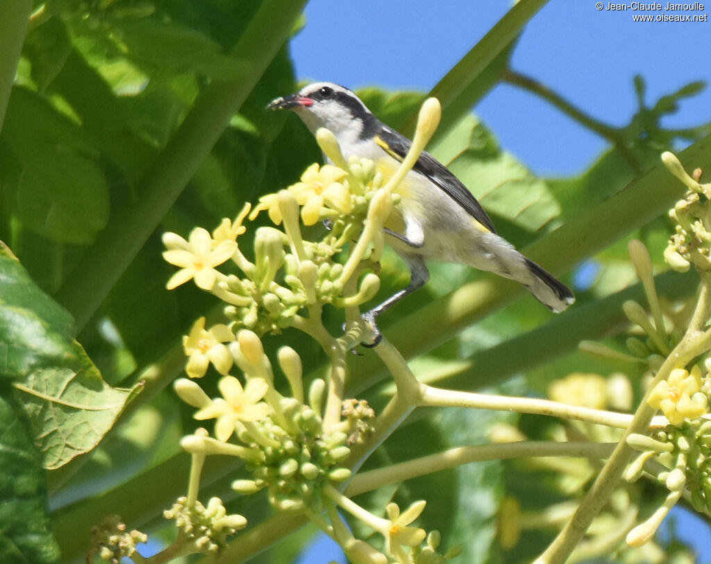 Bananaquit