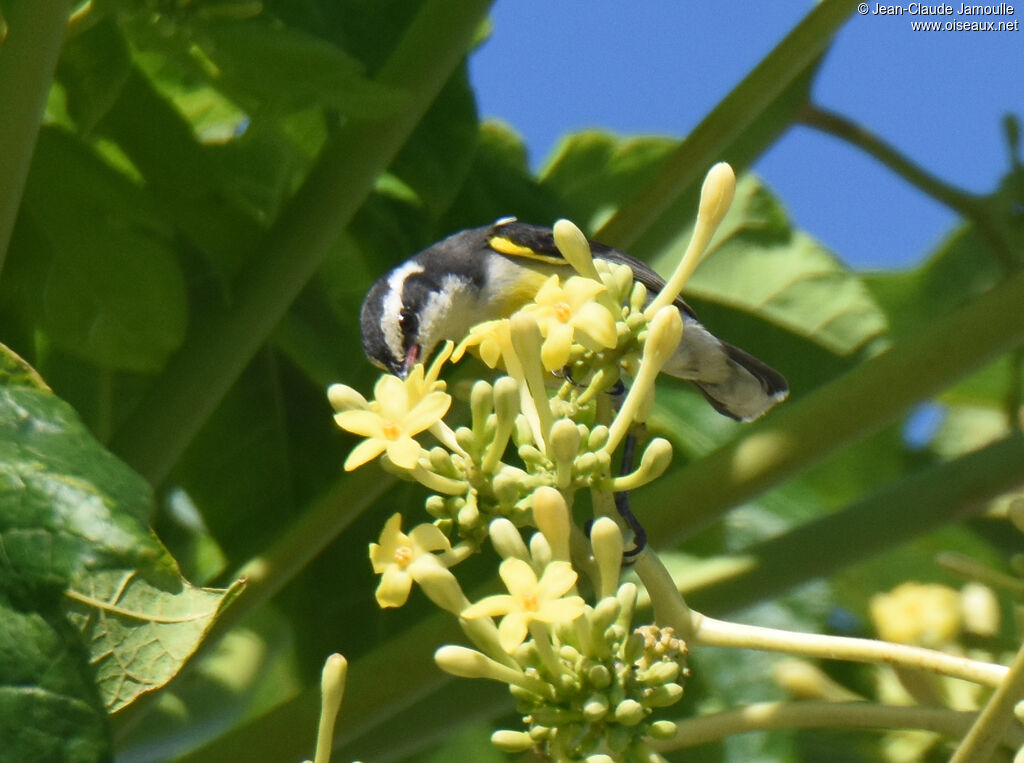 Bananaquit