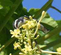 Bananaquit