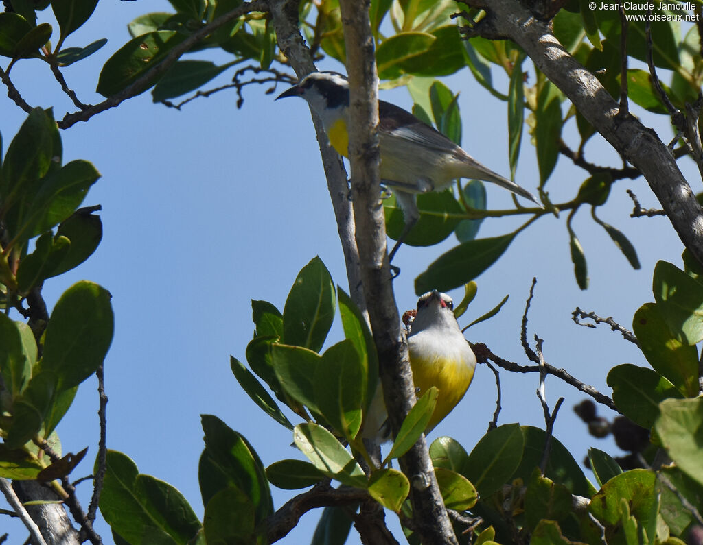 Bananaquit