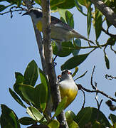 Bananaquit