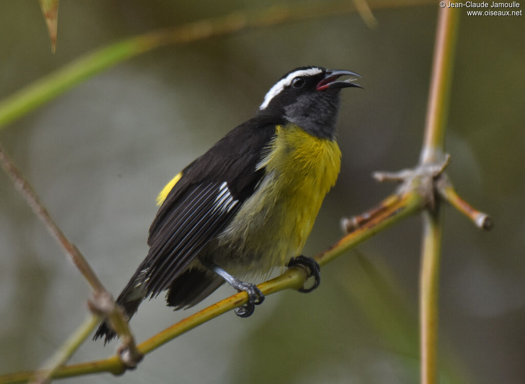 Sucrier à ventre jaune