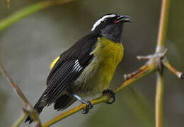 Bananaquit