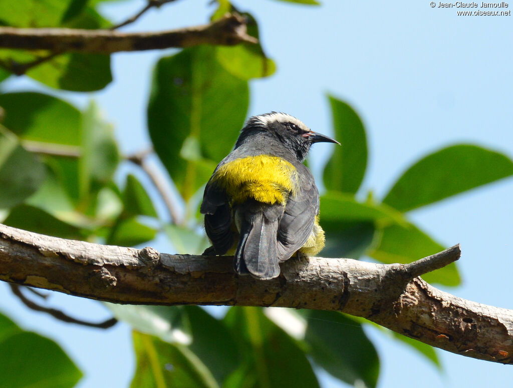 Bananaquitadult, pigmentation