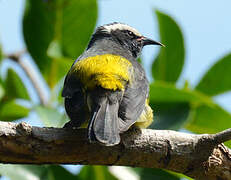 Bananaquit