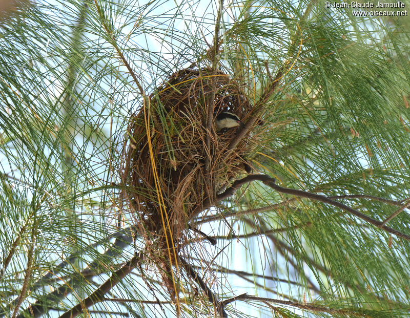 Bananaquitadult, Reproduction-nesting