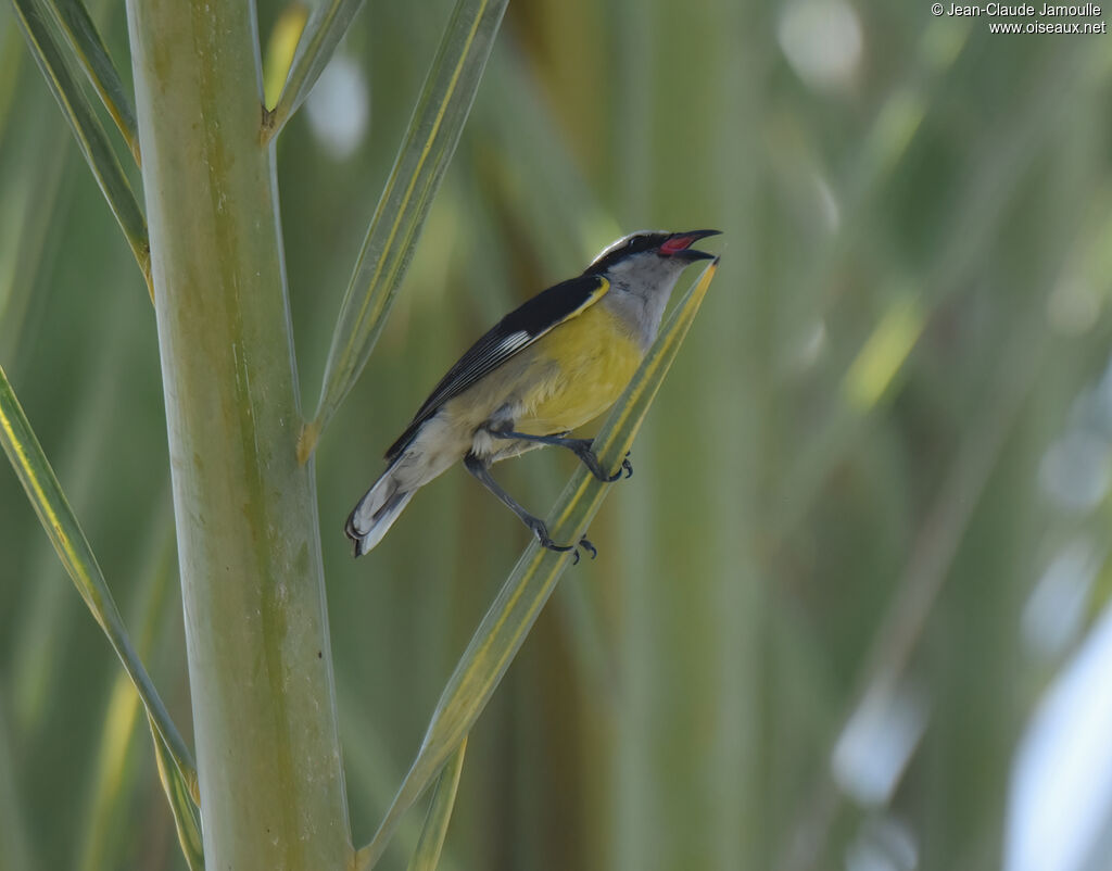 Bananaquit