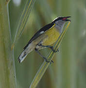 Bananaquit