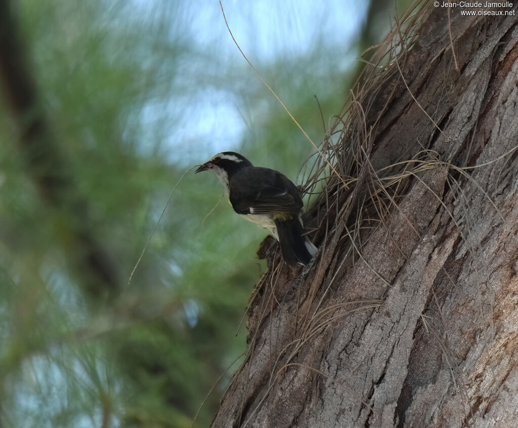 Bananaquitadult, Reproduction-nesting