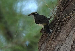 Bananaquit