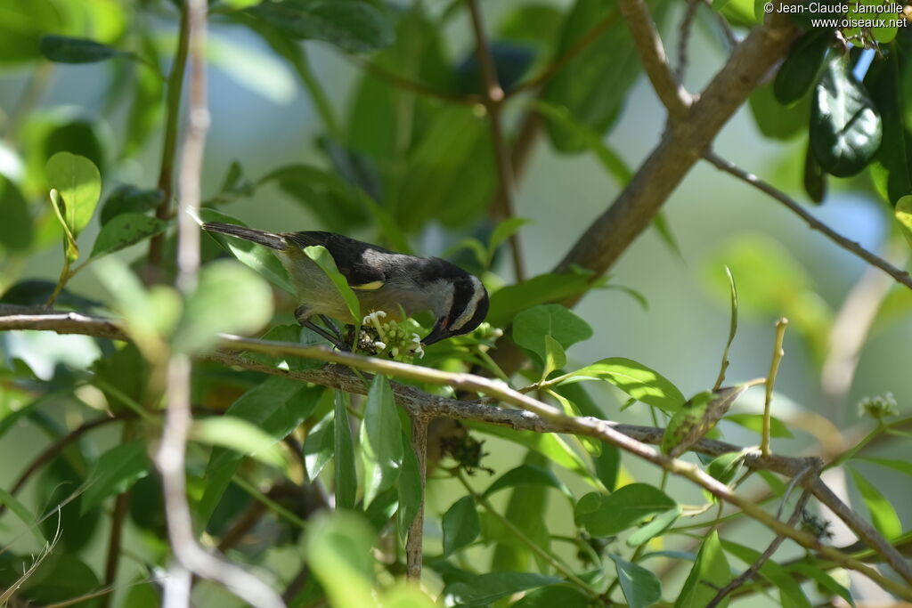 Bananaquit