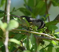 Bananaquit