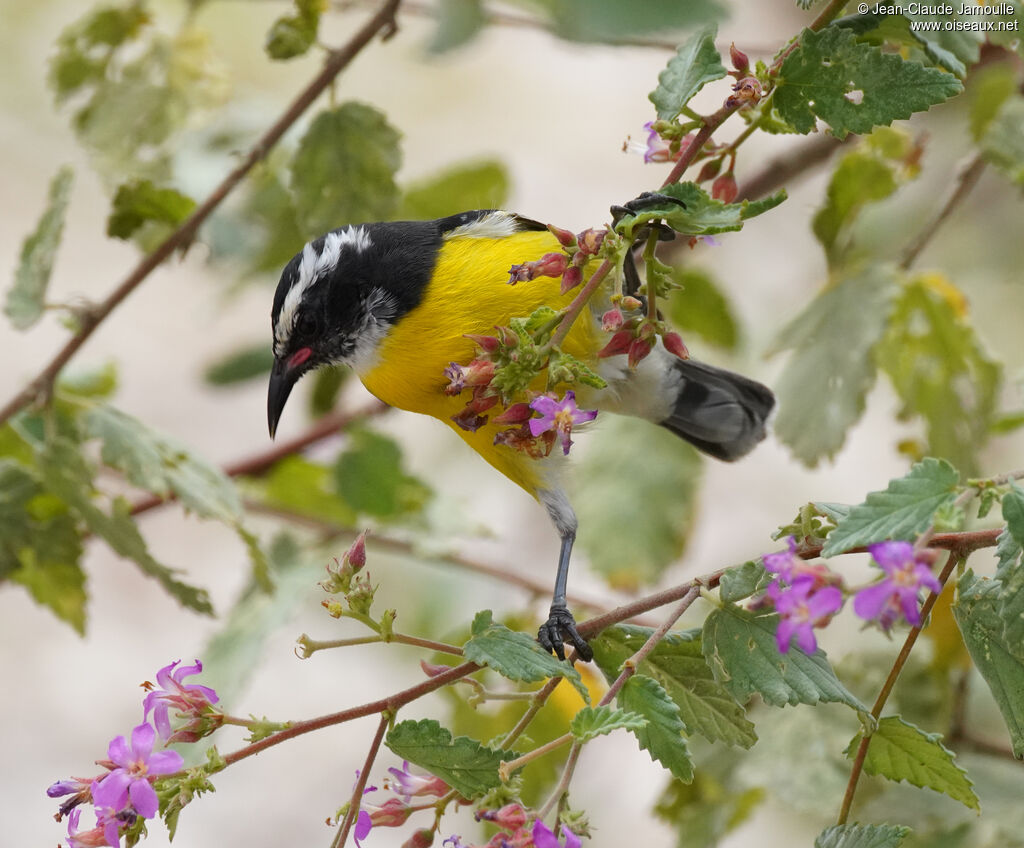 Sucrier à ventre jauneadulte