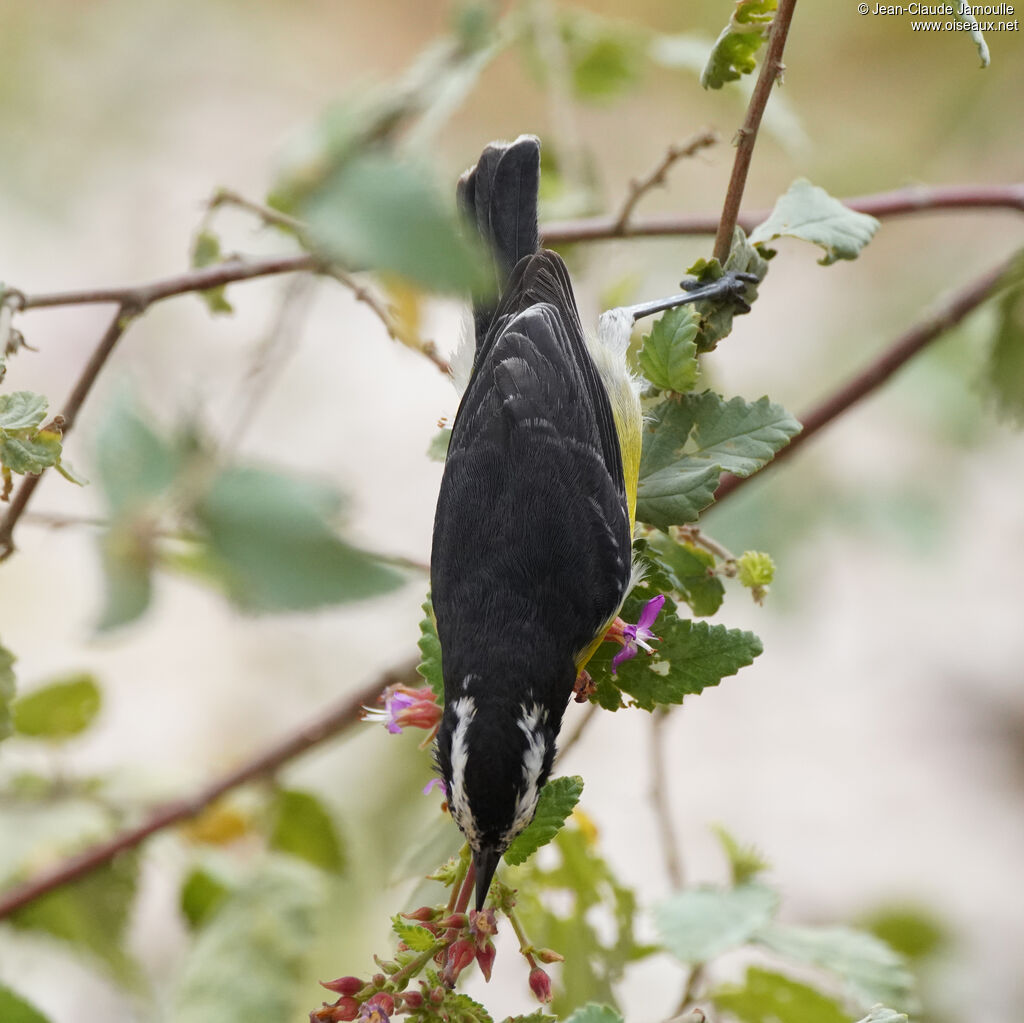 Sucrier à ventre jauneadulte