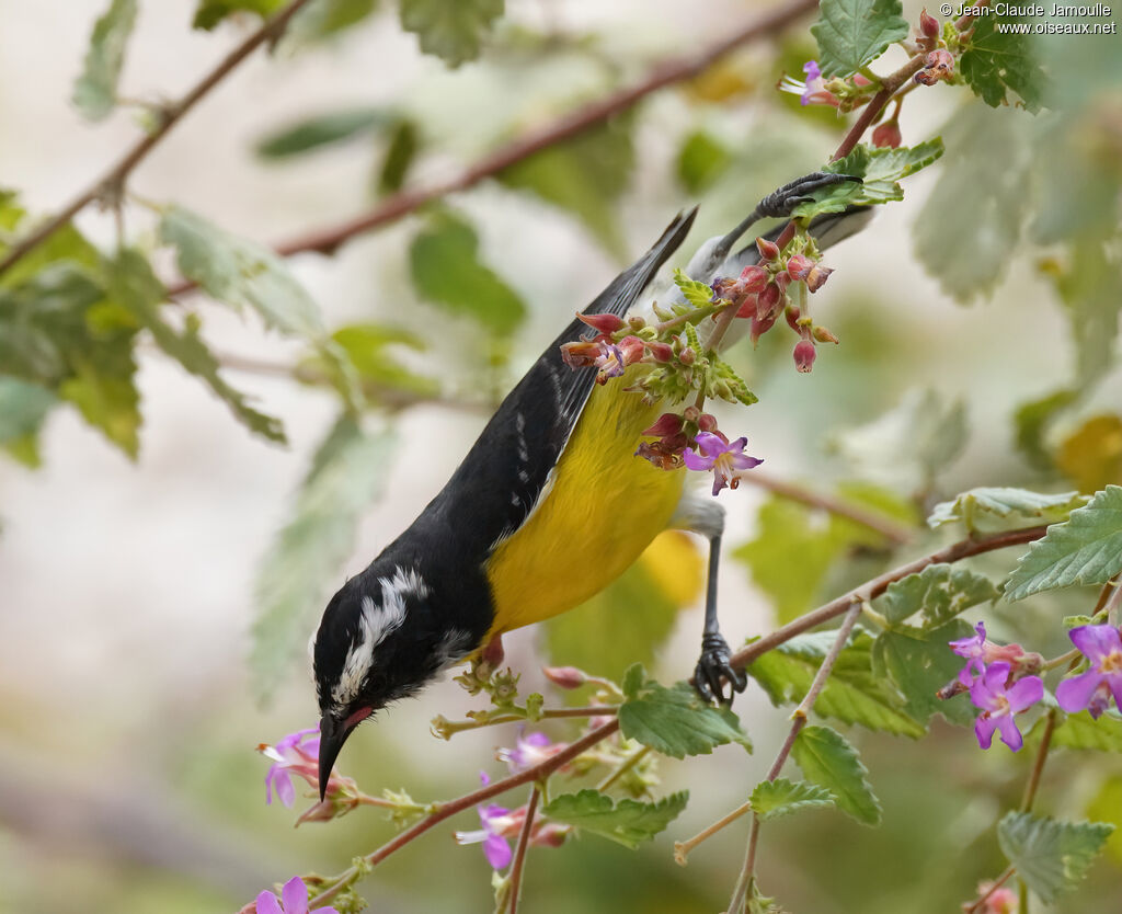 Sucrier à ventre jauneadulte