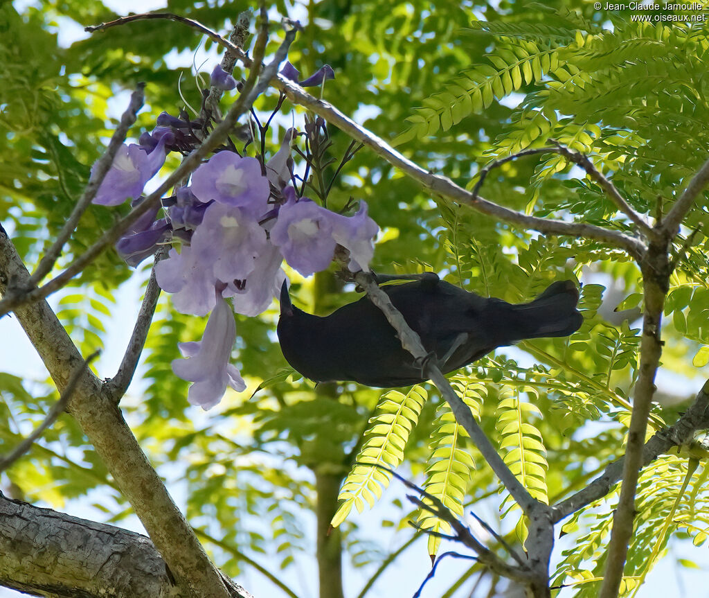 Sucrier à ventre jaune