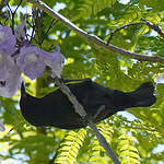 Sucrier à ventre jaune