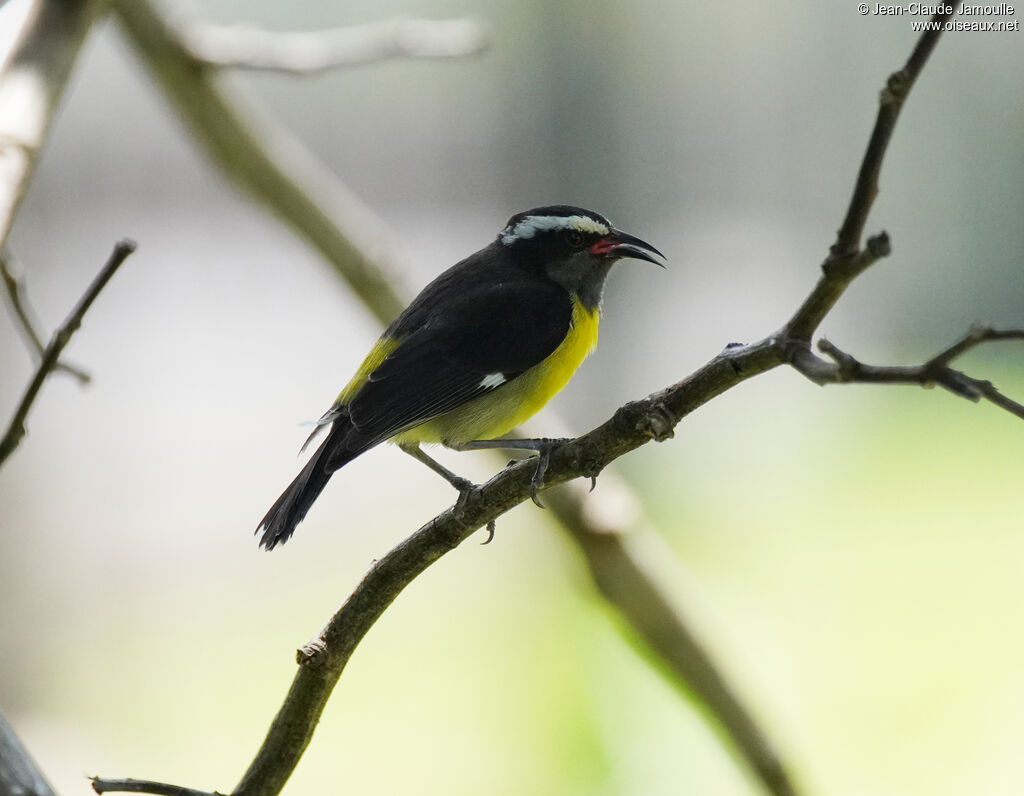 Sucrier à ventre jaune