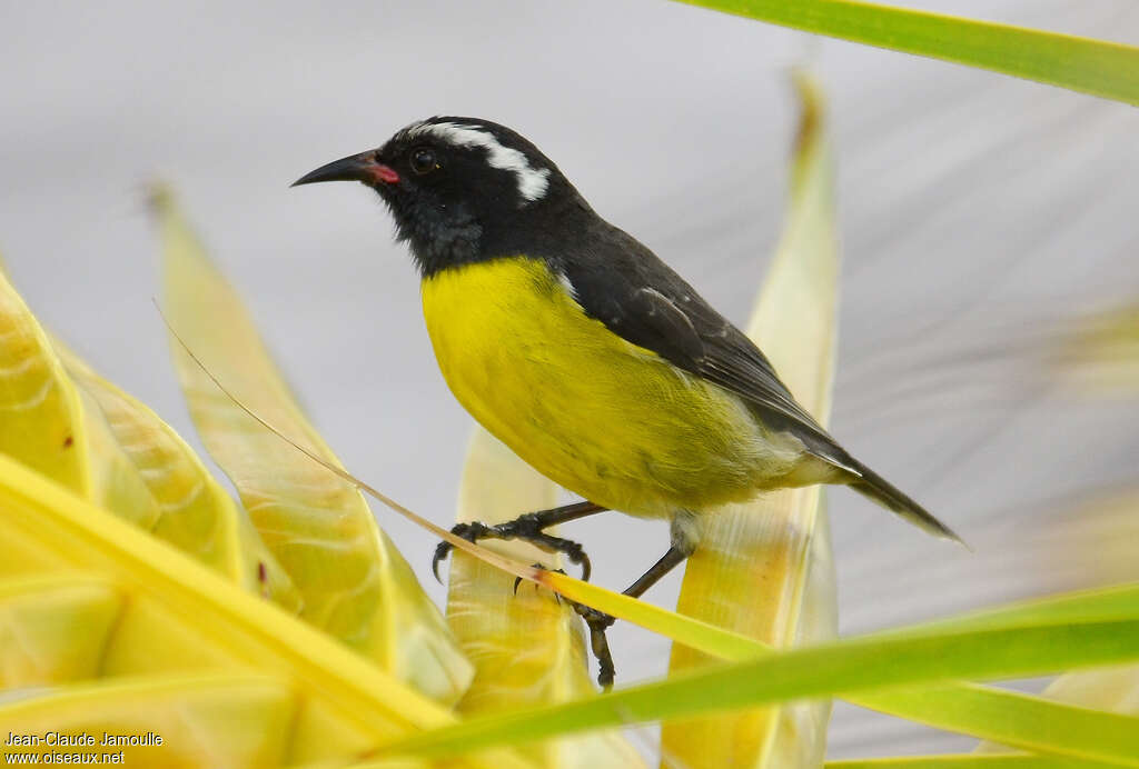 Bananaquitadult