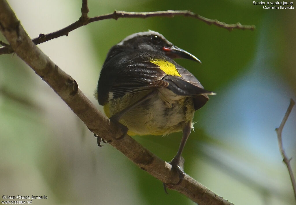 Bananaquit, Behaviour