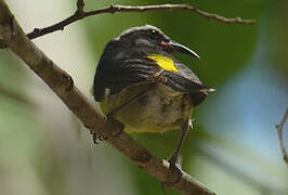 Bananaquit