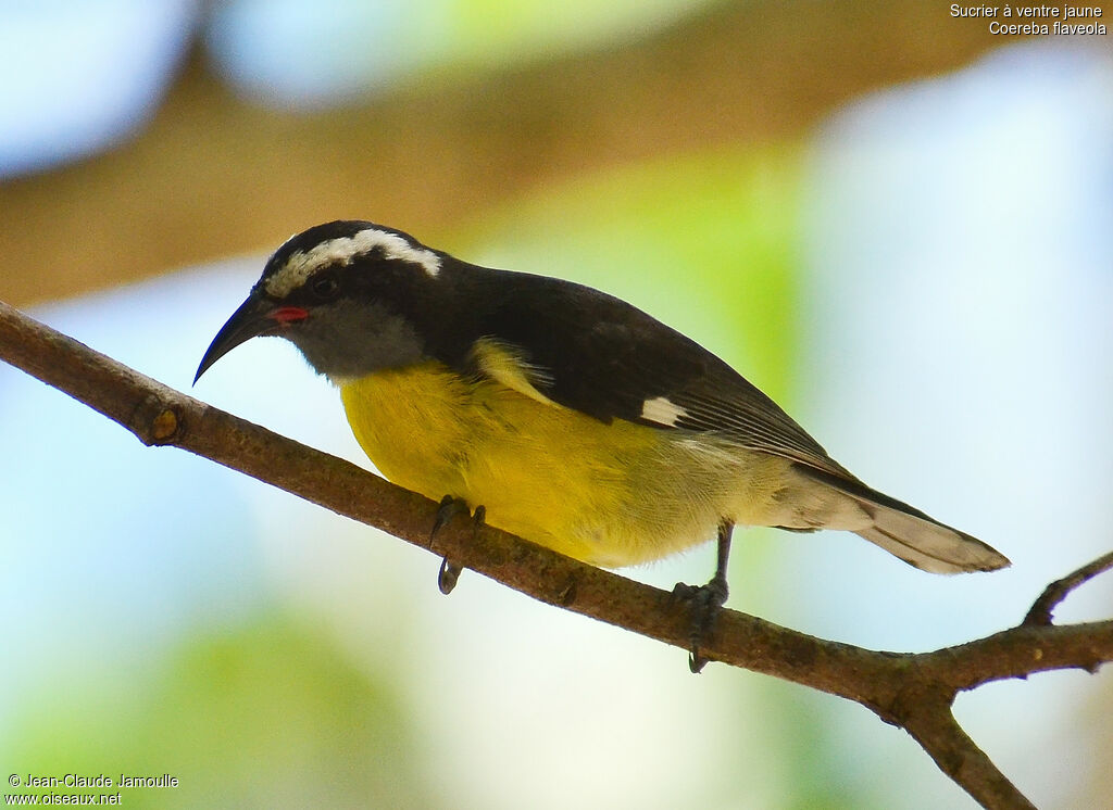 Sucrier à ventre jaune