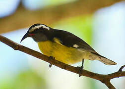 Bananaquit